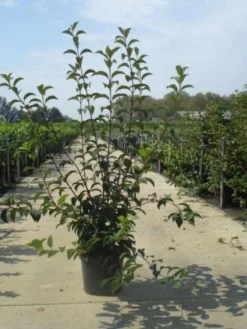 Sneeuwbal (Viburnum Bodnantense 'Charles Lamont') -Tuinplantenwinkel 20130215095158 4 1