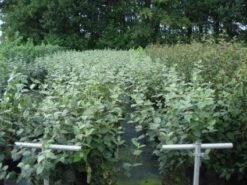 Sneeuwbal (Viburnum Carlcephalum) -Tuinplantenwinkel 20130215095422 11