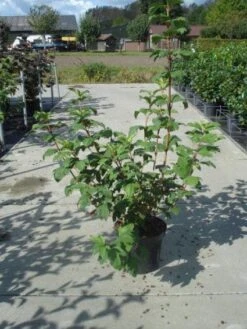 Sneeuwbal (Viburnum Opulus 'Roseum') -Tuinplantenwinkel 20130215100016 9 1