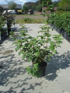 Sneeuwbal (Viburnum Opulus 'Roseum') -Tuinplantenwinkel 20130215100016 9