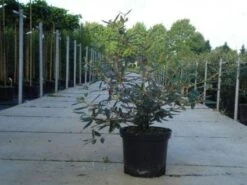 Sneeuwbal (Viburnum Bodnantense 'Dawn') -Tuinplantenwinkel 20130215100739 1 2