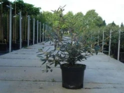 Sneeuwbal (Viburnum Bodnantense 'Dawn') 14 Sneeuwbal (Viburnum Bodnantense 'Dawn') -Tuinplantenwinkel 20130215100739 1