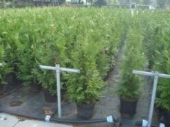 Reuzenlevensboom (Thuja Plicata 'Excelsa') -Tuinplantenwinkel 20130215102918 9