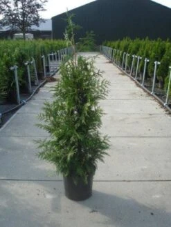 Reuzenlevensboom (Thuja Plicata 'Excelsa') -Tuinplantenwinkel 20130215102927 9 1