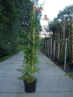 Trompetbloem (Campsis Tagliabuana 'Mme Galen') -Tuinplantenwinkel 20130215104653 9