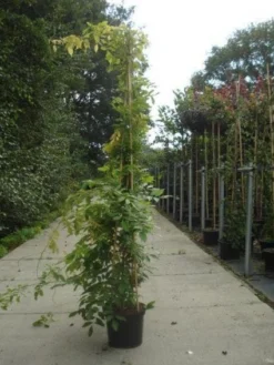 Blauwe Regen (Wisteria Sinensis) -Tuinplantenwinkel 20130215105427 13 1