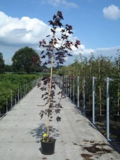 Noorse Esdoorn (Acer Platanoides 'Royal Red')
