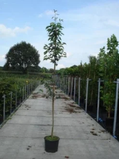 Krentenboom (Amelanchier Arborea 'Robin Hill') -Tuinplantenwinkel 20130215113904 10 2