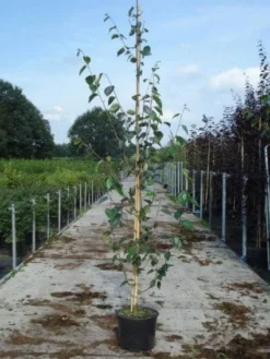Witte Berk (Betula Utilis 'Doorenbos') -Tuinplantenwinkel 20130215114133 14