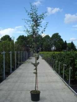 Rode Meidoorn (Crataegus Laevigata 'Paul's Scarlet') 9 Rode Meidoorn (Crataegus Laevigata 'Paul's Scarlet') -Tuinplantenwinkel 20130215114625 14