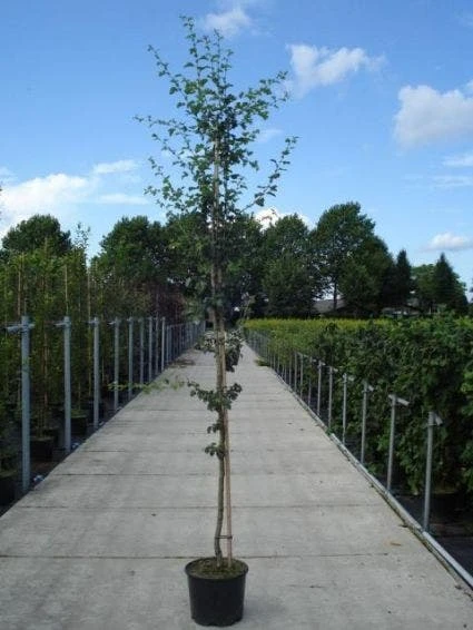 Rode Meidoorn (Crataegus Laevigata 'Paul's Scarlet') 3 Rode Meidoorn (Crataegus Laevigata 'Paul's Scarlet') - Afbeelding 3