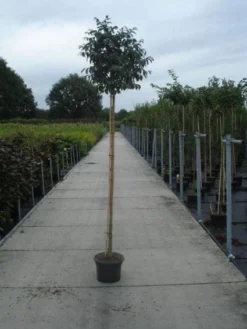 Pluim Es (Fraxinus Ornus 'Meczek') -Tuinplantenwinkel 20130215114801 10 1