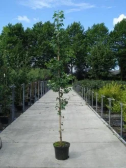 Japanse Notenboom (Ginkgo Biloba) -Tuinplantenwinkel 20130215114856 10