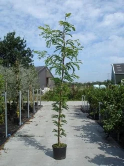 Geelbladige Christusdoorn (Gleditsia Triacanthos 'Sunburst') -Tuinplantenwinkel 20130215114936 13