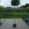 Amberboom Op Stam (Liquidambar 'Gum Ball')