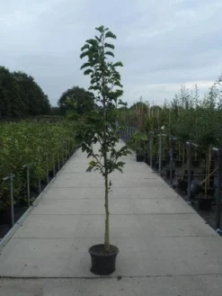 Beverboom (Magnolia Kobus) -Tuinplantenwinkel 20130215115339 7 1