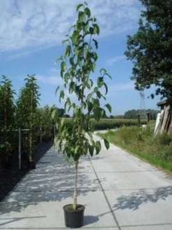 Beverboom (Magnolia Kobus) -Tuinplantenwinkel 20130215115408 19 1