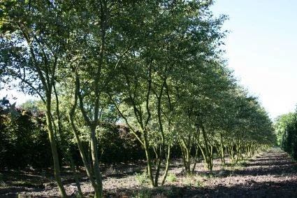 Krentenboom Als Struik (Amelanchier Lamarckii) 9 Krentenboom Als Struik (Amelanchier Lamarckii) - Afbeelding 9