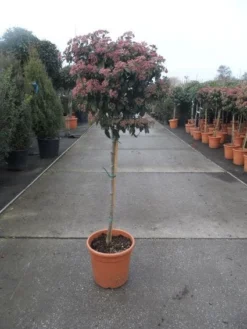 Sneeuwbal Op Stam (Viburnum Tinus 'Eve Price') -Tuinplantenwinkel 20130316135206 4 1