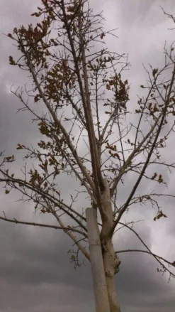 Roze Lagerstroemia Als Boom (Lagerstroemia Indica) -Tuinplantenwinkel 20130522141211 8