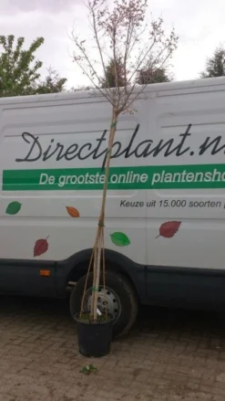 Roze Lagerstroemia Als Boom (Lagerstroemia Indica) -Tuinplantenwinkel 20130522141225 8