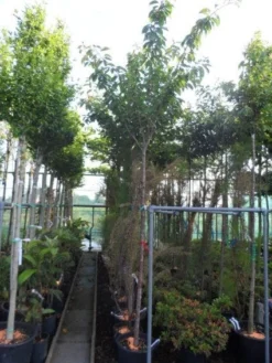 Japanse Sierkers (Prunus Serrulata 'Kanzan') -Tuinplantenwinkel 20130703100803 16 1