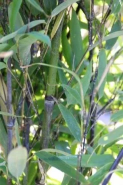 Bamboe (Phyllostachys Nigra) -Tuinplantenwinkel 20130906145730 13 1