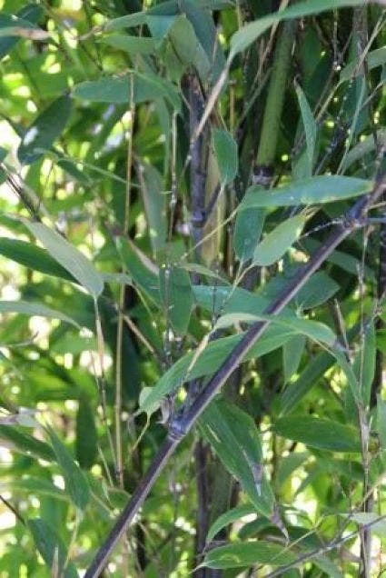 Bamboe (Phyllostachys Nigra) 2 Bamboe (Phyllostachys Nigra) - Afbeelding 2