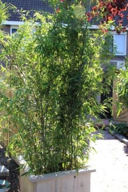Bamboe (Phyllostachys Nigra) 4 Bamboe (Phyllostachys Nigra) - Afbeelding 4