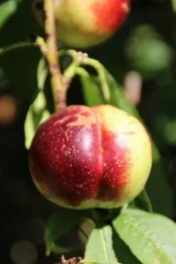 Nectarine (Prunus Persica Nucipersica) -Tuinplantenwinkel 20130906151632 2 1