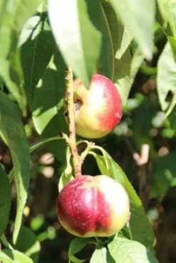 Nectarine (Prunus Persica Nucipersica) -Tuinplantenwinkel 20130906151641 2 1