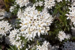 Choisya (Choisya Ternata 'White Dazzler') -Tuinplantenwinkel 20131023135655 1
