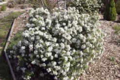 Choisya (Choisya Ternata 'White Dazzler') -Tuinplantenwinkel 20131023135706 1