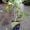 Blauwe Bes (Vaccinium Corymbosum 'Patriot')