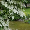 Kornoelje (Cornus Kousa 'China Girl')