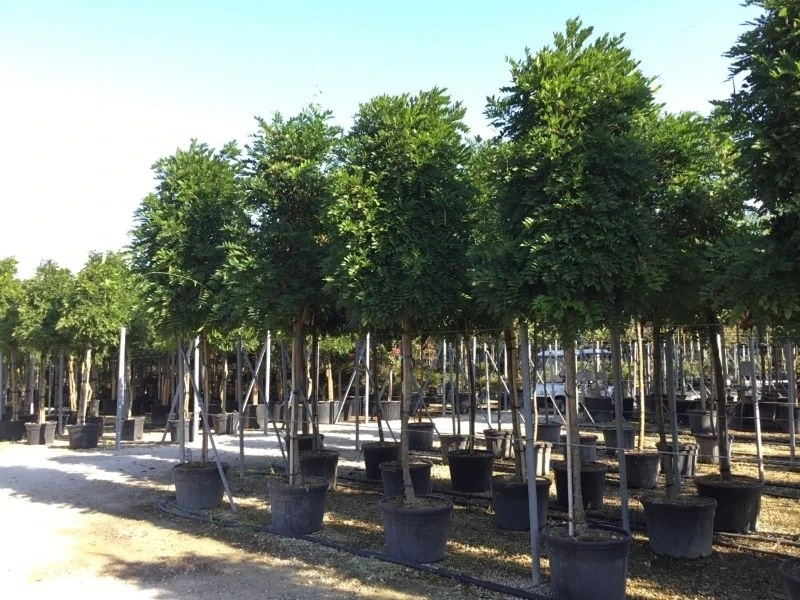 Blauwe Regen Als Boom (Wisteria Formosa 'Issai') 1 Blauwe Regen Als Boom (Wisteria Formosa 'Issai')