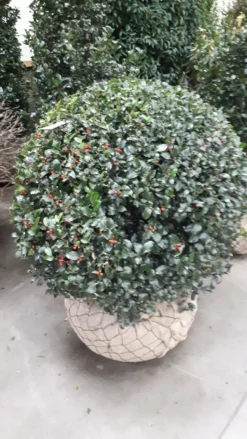 Hulst In Bolvorm (Ilex Altaclerensis ‘Camelliifolia’)