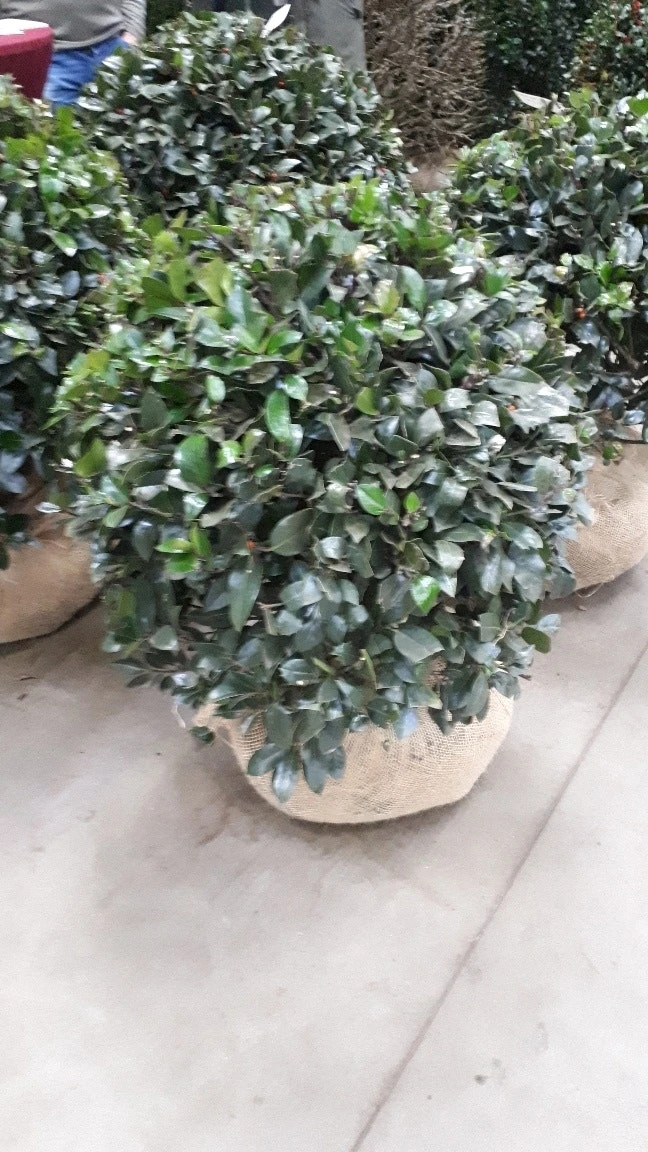 Hulst In Bolvorm (Ilex Altaclerensis ‘Camelliifolia’) 2 Hulst In Bolvorm (Ilex Altaclerensis ‘Camelliifolia’) - Afbeelding 2