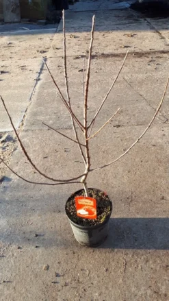 Mini-appel (Malus Domestica 'Mini-Cox')