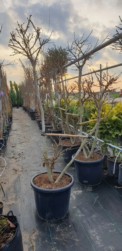 Amberboom Als Bonsai (Liquidambar 'Gum Ball') 4 Amberboom Als Bonsai (Liquidambar 'Gum Ball') - Afbeelding 4