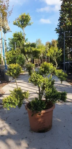 Japanse Hulst Als Bonsai (Ilex Crenata 'Kinme') -Tuinplantenwinkel 20190514 085520 resized