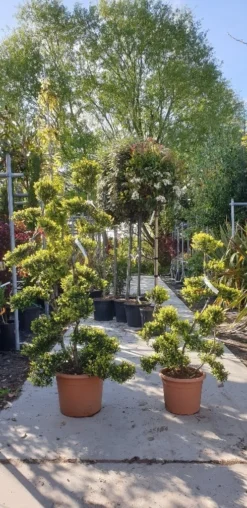 Japanse Hulst Als Bonsai (Ilex Crenata 'Kinme') -Tuinplantenwinkel 20190514 085634 resized