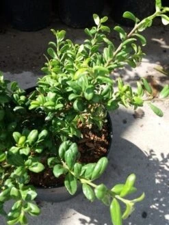 Japanse Hulst (Ilex Crenata 'Green Lustre) 5 Japanse Hulst (Ilex Crenata 'Green Lustre) -Tuinplantenwinkel 20190620 155833 1