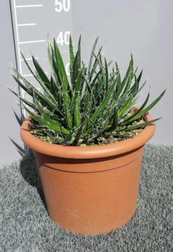 Winterharde Agave (Agave Shidigera) -Tuinplantenwinkel 20190628 114010 resized