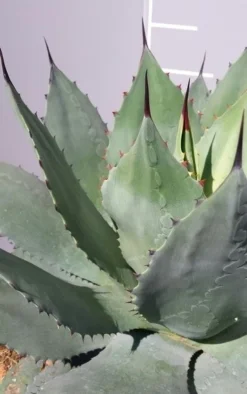 Winterharde Agave (Agave Ovalifolia) 6 Winterharde Agave (Agave Ovalifolia) -Tuinplantenwinkel 20190628 114523 resized