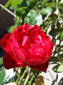 Klimroos (Rosa 'Amadeus') -Tuinplantenwinkel 20190629 130707 1