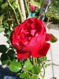 Klimroos (Rosa 'Amadeus') -Tuinplantenwinkel 20190629 130841 1