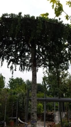 Ceder Als Dakboom (Cedrus Deodara 'Pendula') -Tuinplantenwinkel 20190712 120955 2