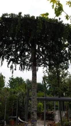 Ceder Als Dakboom (Cedrus Deodara 'Pendula') -Tuinplantenwinkel 20190712 120955