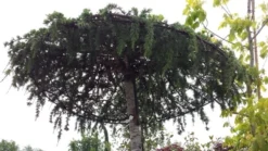 Ceder Als Dakboom (Cedrus Deodara 'Pendula') -Tuinplantenwinkel 20190712 121003